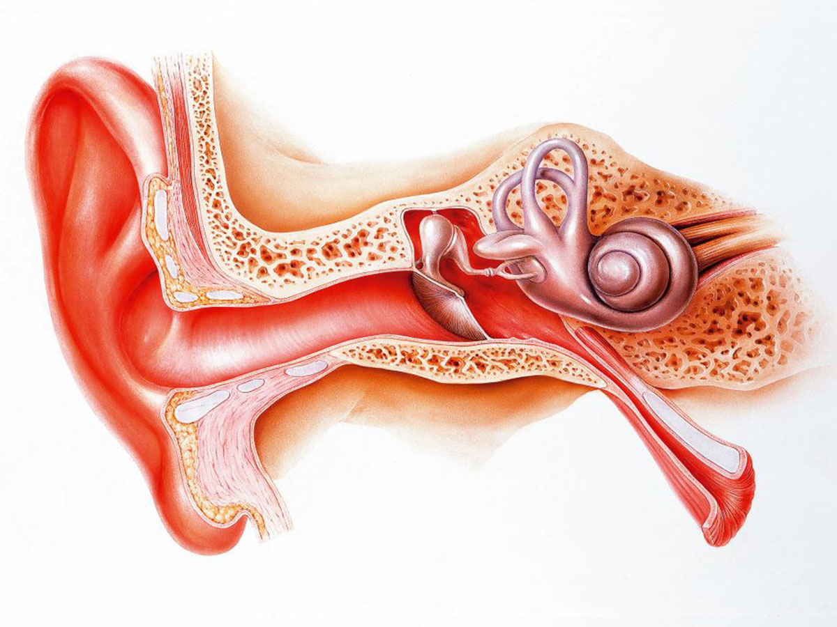 Ушные латынь. Внутреннее ухо. Среднее ухо анатомия. Анатомия уха человека.